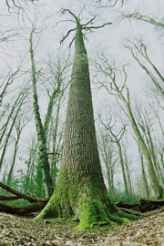 madera xtrachêne